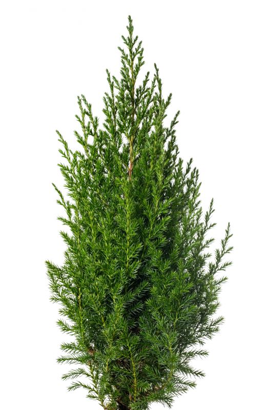 Healthy Juniper Growth