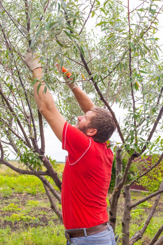 Tree Maintenance Crew